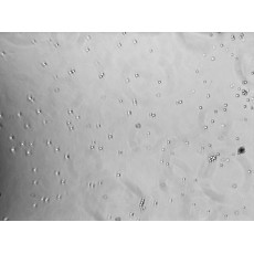 Human Peripheral Blood Pan Monocytes (Untouched)